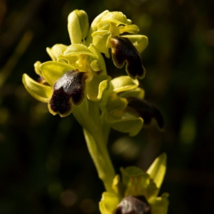 Ophrys fusca